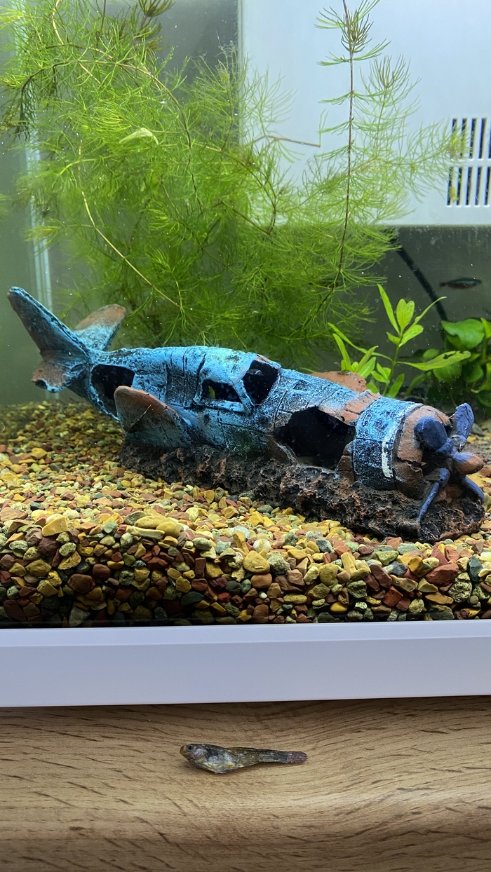 ������ ������