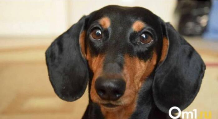 Омские школьники помогают приюту животных в память о товарище