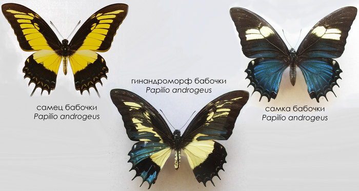 Мозаичный гинандроморфизм у бабочки Papilio androgeus