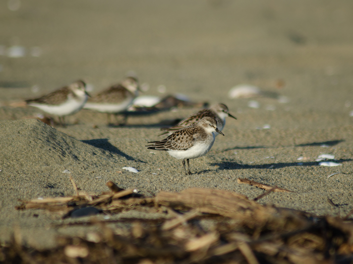 ������ �����🐦