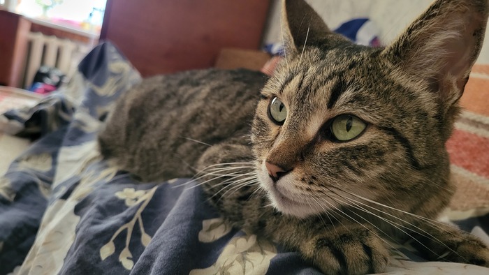 Кошка ворсошка :)