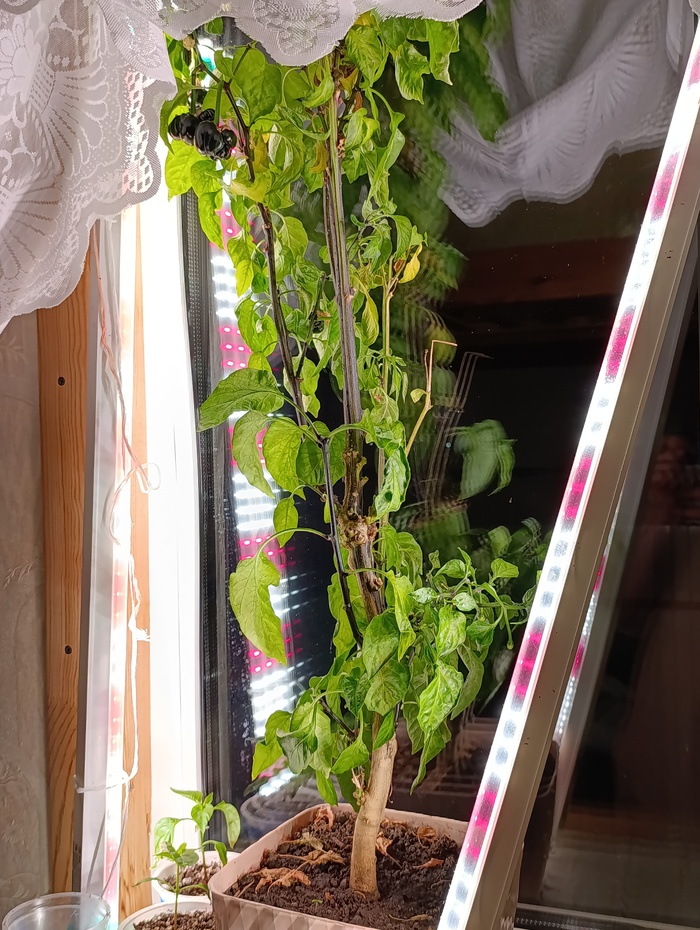 ������������ ��������������, ��� ������� ��� �������. ������(?) ��������� � ���-�� ���. 