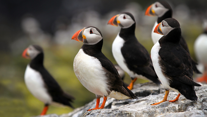 ����������� �����