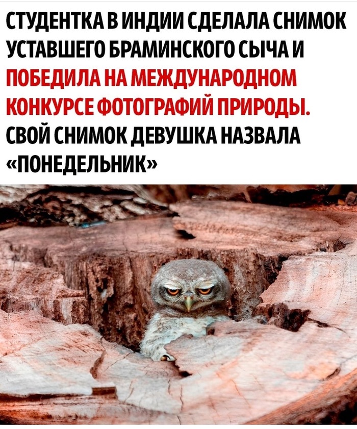 ������ �����������