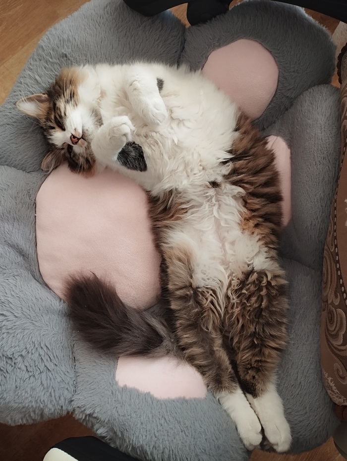 Кошка-милашка