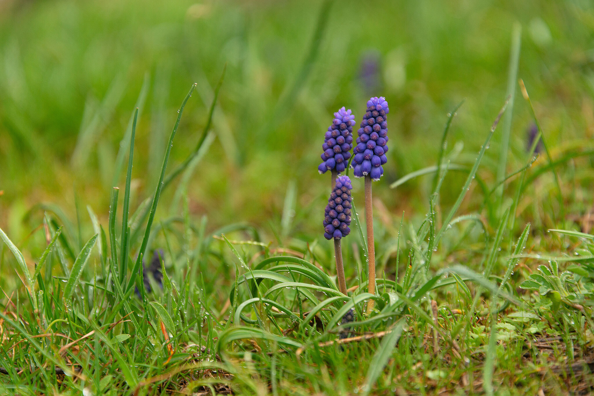 Rain - My, Landscape, Caucasian Mineral Waters, Nature, The photo, Rain, Muscari