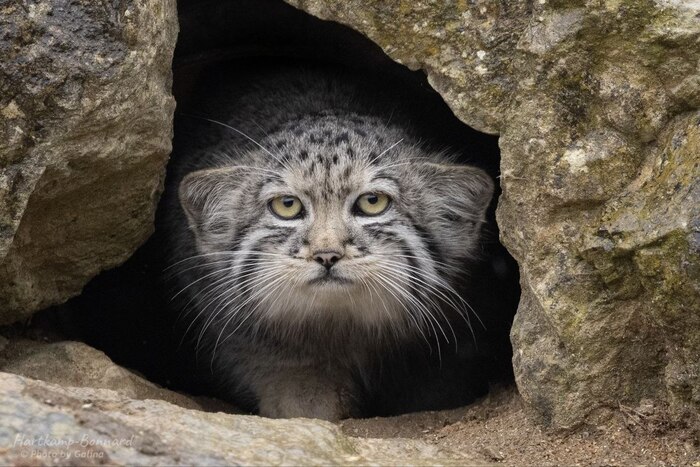 �����, ���� ���