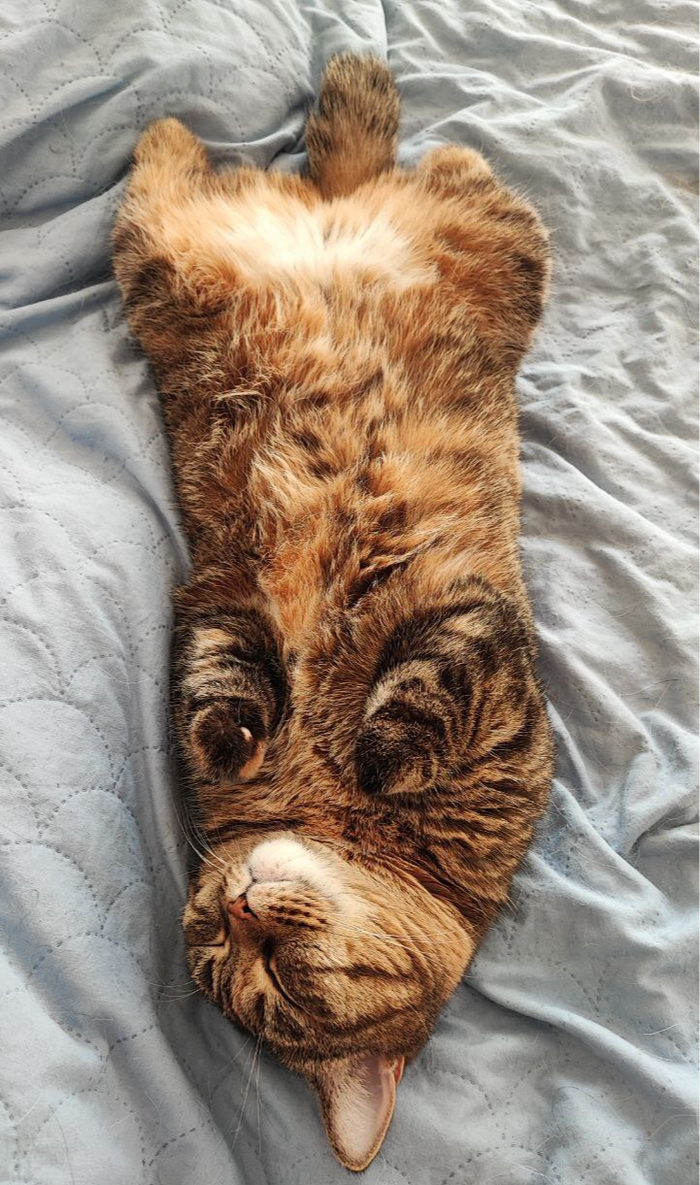 Булочка отдыхает