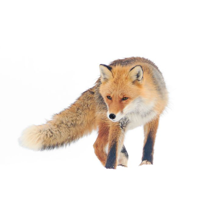 �� ������� ��������