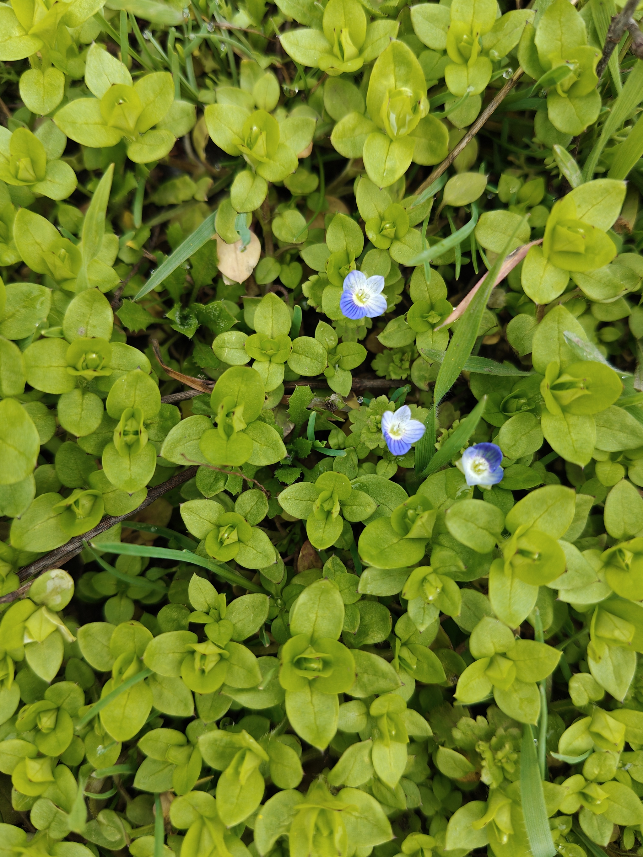 Are these weeds perhaps? - My, Flowers, Grass, Spring, Nature, beauty, Longpost