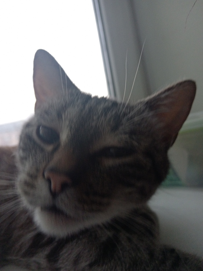 Кот