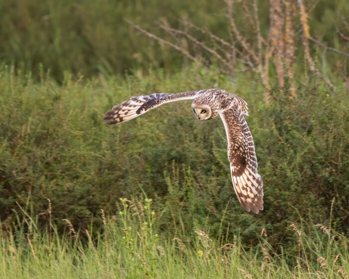 Болотная сова