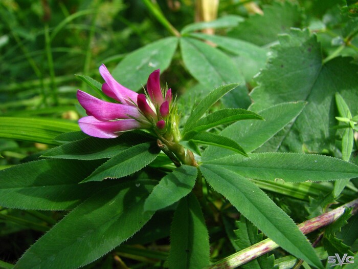 ��� �����.