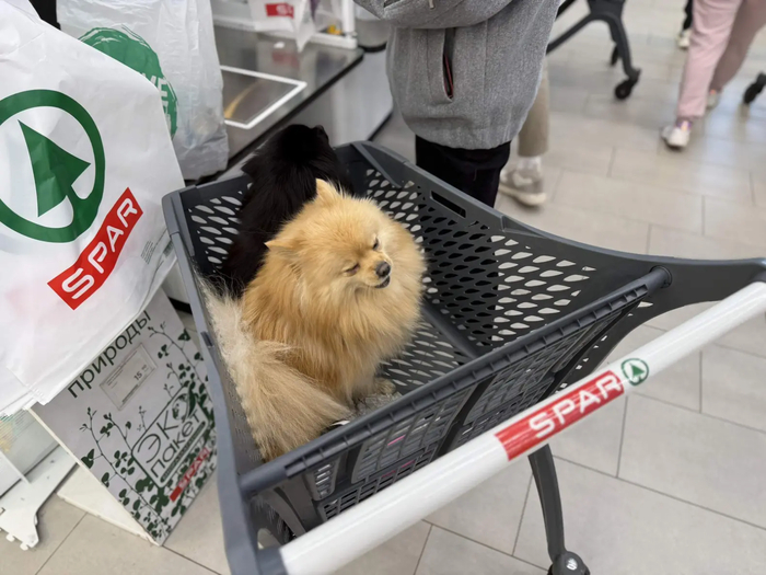 ���� ������