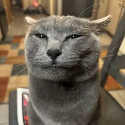 bigbodi