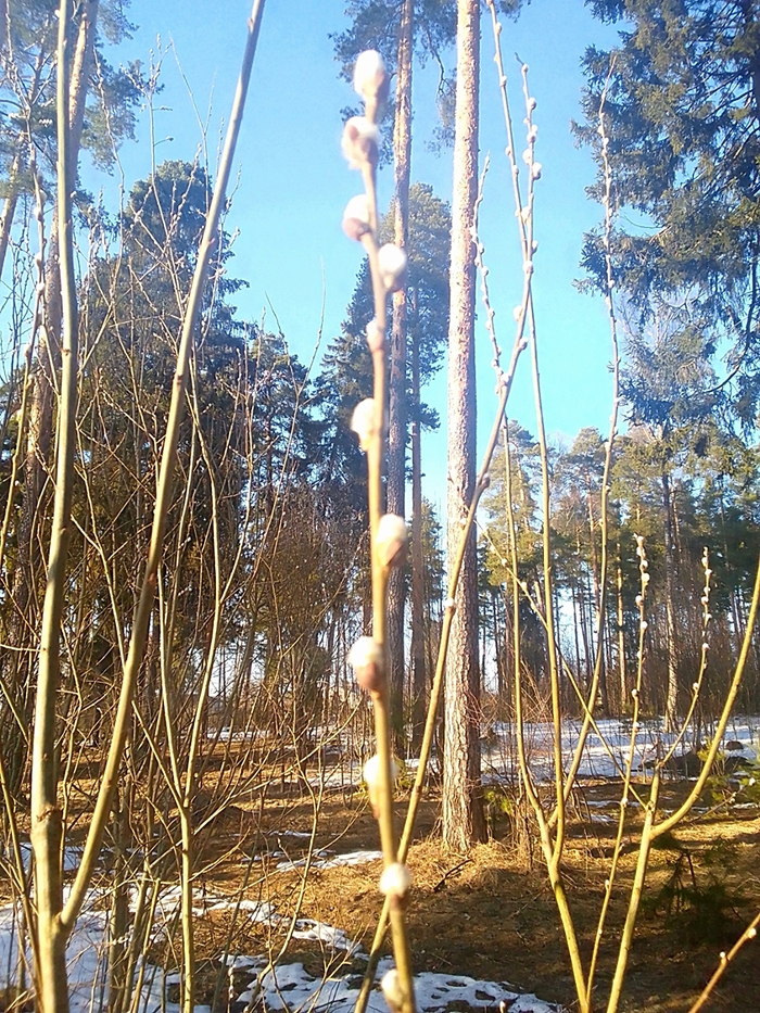 ����� �����. ����