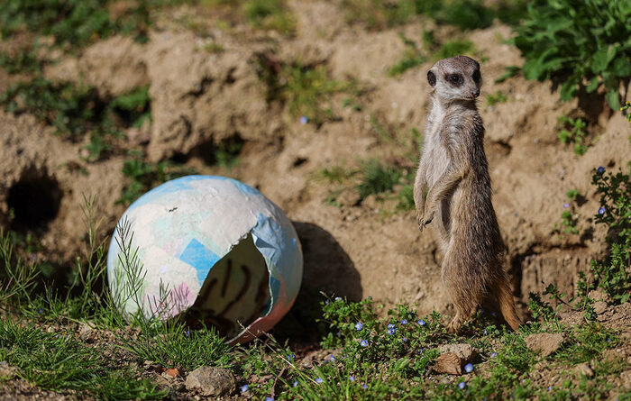 �������� � �������� ������� �������� ���������� ��������//����: Sipa USA/����