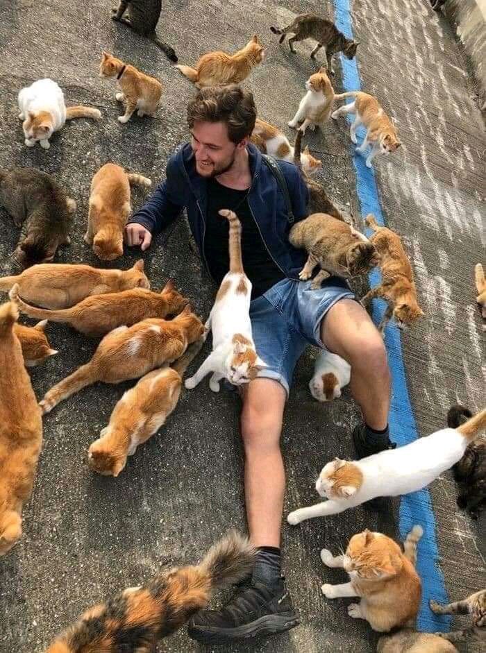 Кошачий король и его запои