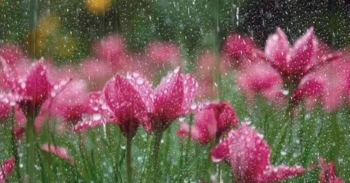 Relaxing sounds of rain and thunderstorms for rest and sleep, rain and thunderstorms 1 hour - Dream, Nature, Video, Video VK