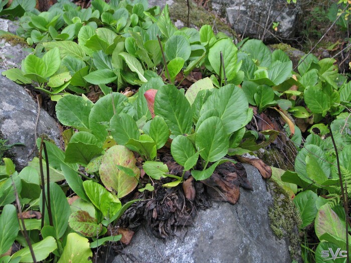 ����� ����?