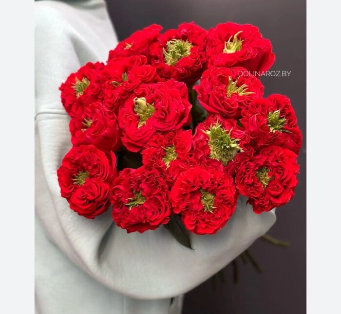 ���� ����� Red Eye 