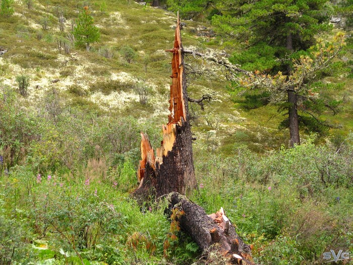 А этому кедру хорошо досталось. Ну а ветки с него мы на костёр попилили