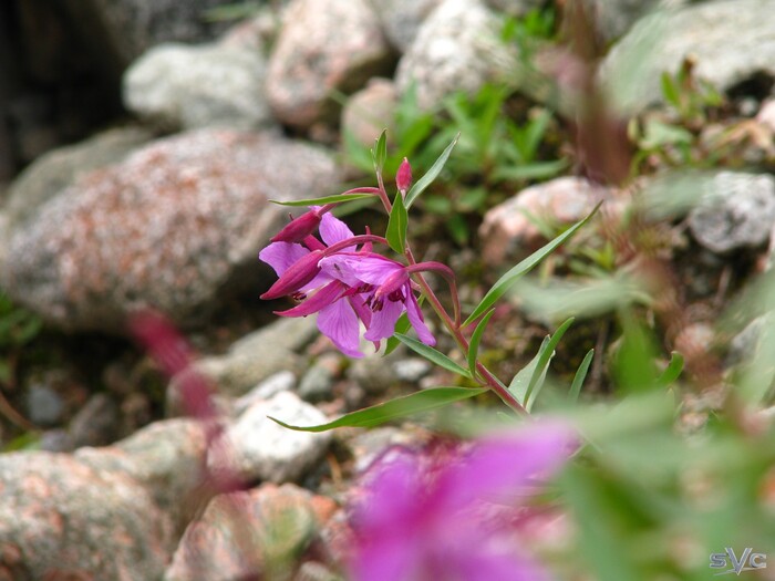 Кипрей широколистный