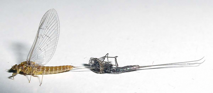 ���� ������, ����� ������ �������� ���� ��������.