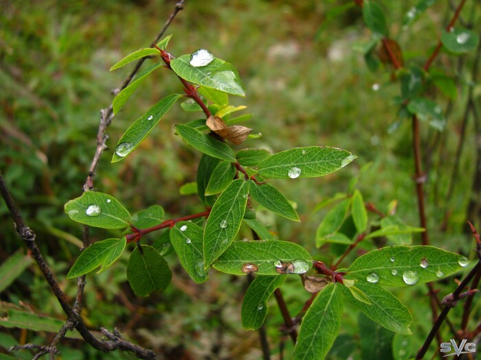Капли на листьях жимолости