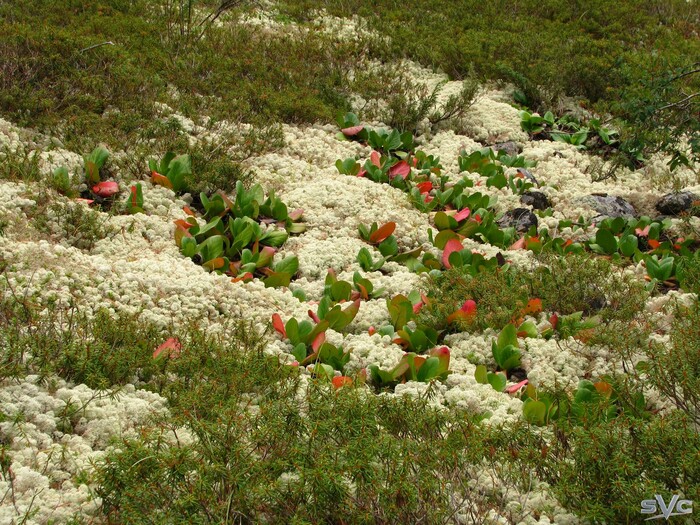 Мох, бадан, и вроде как сагандайля