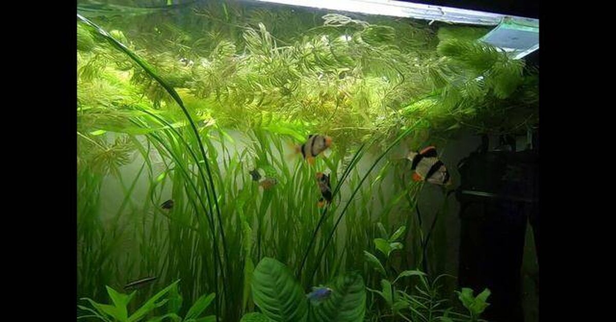 Aquarium. Sumatran barbs. barb fight - Series Underwater world, My, Aquarium, Aquarium, Barbs, Aquarium fish, Video, Rutube