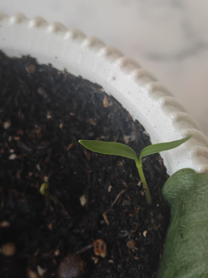 ���������, �� ��������� ������� � ����)