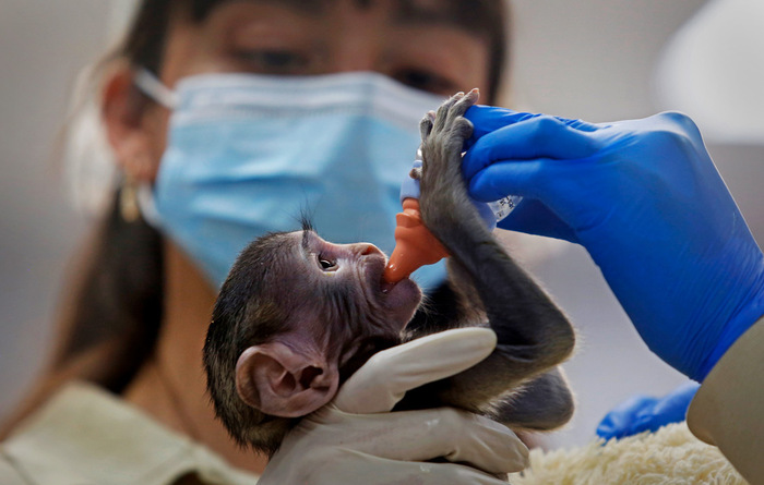 ��������� �������� ��������-������ � �������� �����������, �������//����: Fernando Carranza Garcia/picture alliance via Getty Images