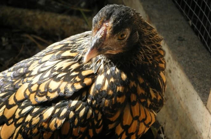 15-������ ������ ����� ����� ������ � ���� 