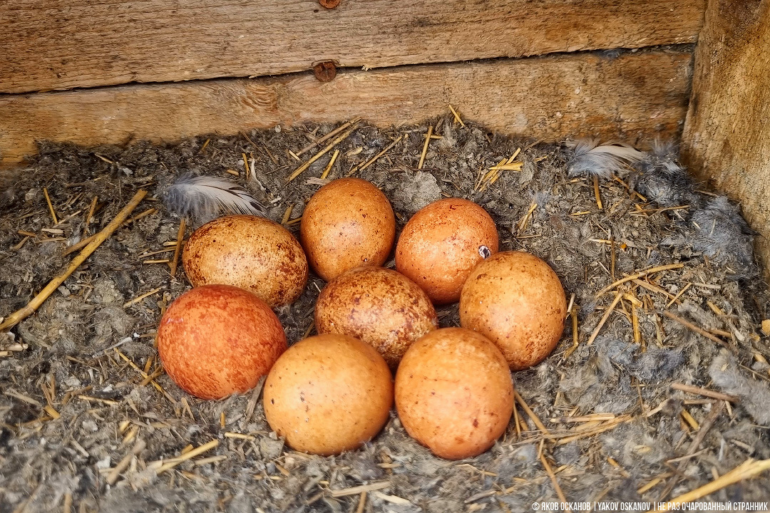 An illegal poultry farm in the forest. Year two: what's the impact? - Series Nature Transformation Plan PPP, My, Animals, In the animal world, Good deeds, wildlife, Birds, Falcons of Russia, Longpost