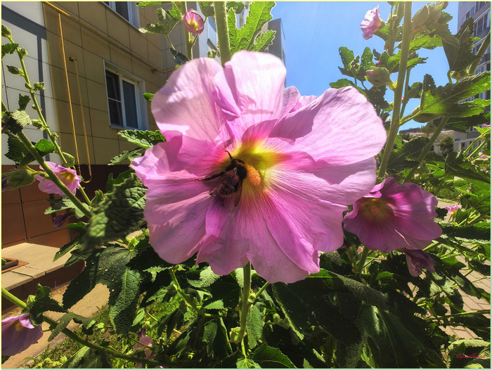 � ������ ��������