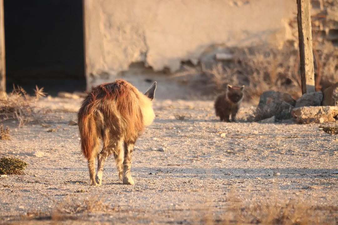 Mother returns - Young, Brown hyena, Hyena, Predatory animals, Wild animals, wildlife, South Africa, The photo