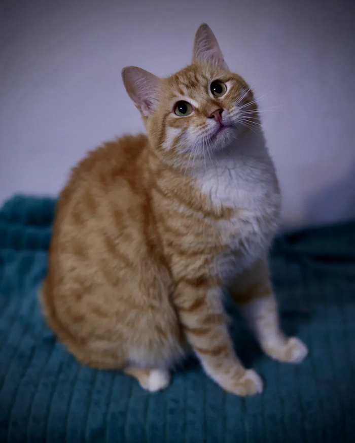 �����) �������)