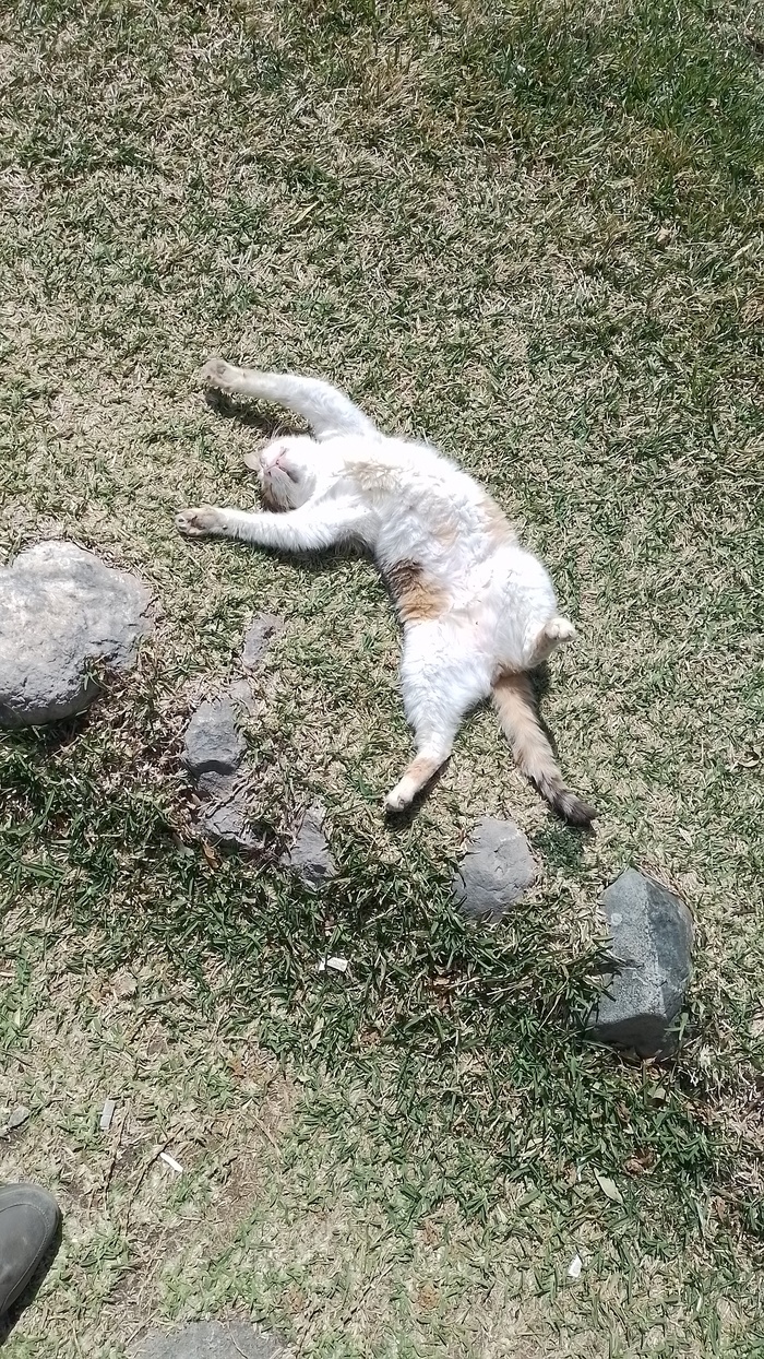 �� ����������