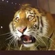 ������ ������������ kakvizadolbali13