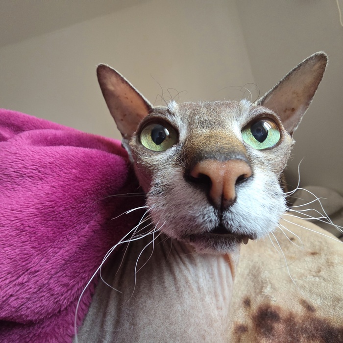 Как мы кота к ветеринару возили