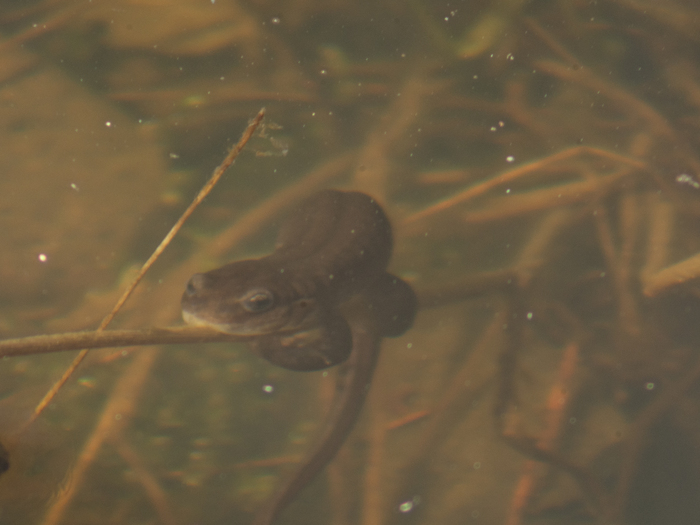 ����������� �����, ����� ��� ��������� �����