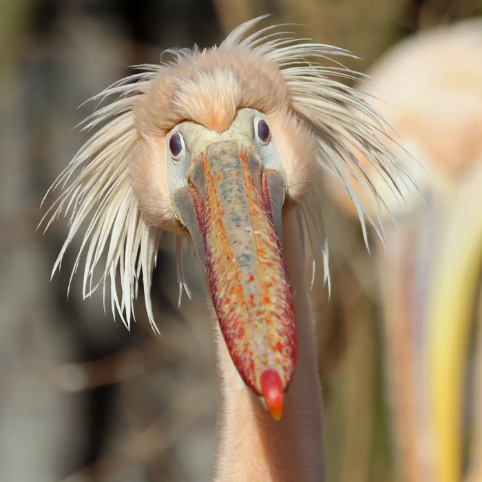 ������� �������