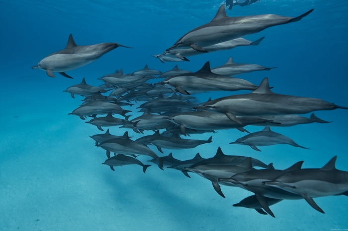 ��������� ��� ��������� �� �������