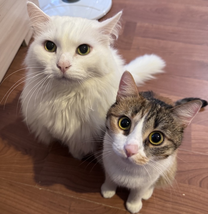 Моя банда с утра ждет завтрак:)