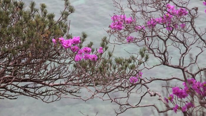 ����������� �������������, ��������. ���� � ����� <!--noindex--><a href="https://d.pikabu.ru/story/rododendronyi_rossii_13919391?u=http%3A%2F%2Fdzen.ru&t=dzen.ru&h=4df646f52a546fe378290929d40cca90ccf2902a" title="http://dzen.ru" target="_blank" rel="nofollow noopener">dzen.ru</a><!--/noindex-->.