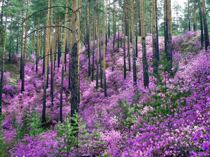 �������� ������������ ��������� � ����������. ���� � ����� <!--noindex--><a href="https://d.pikabu.ru/story/rododendronyi_rossii_13919391?u=http%3A%2F%2Fdubabah.club&t=dubabah.club&h=cc155e37859bc626208c8717f08d67ca4aa3a9df" title="http://dubabah.club" target="_blank" rel="nofollow noopener">dubabah.club</a><!--/noindex-->.