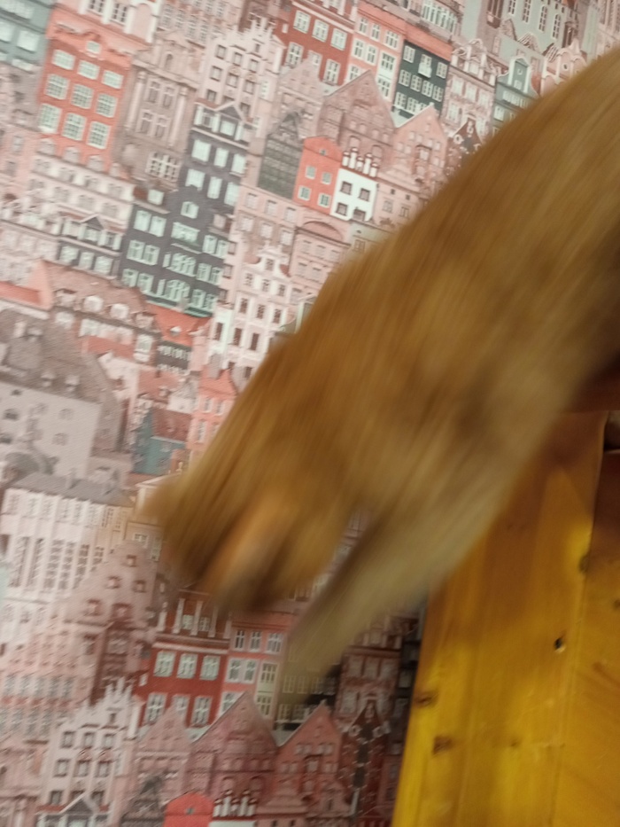 ��� ��� ���������� � �������😸