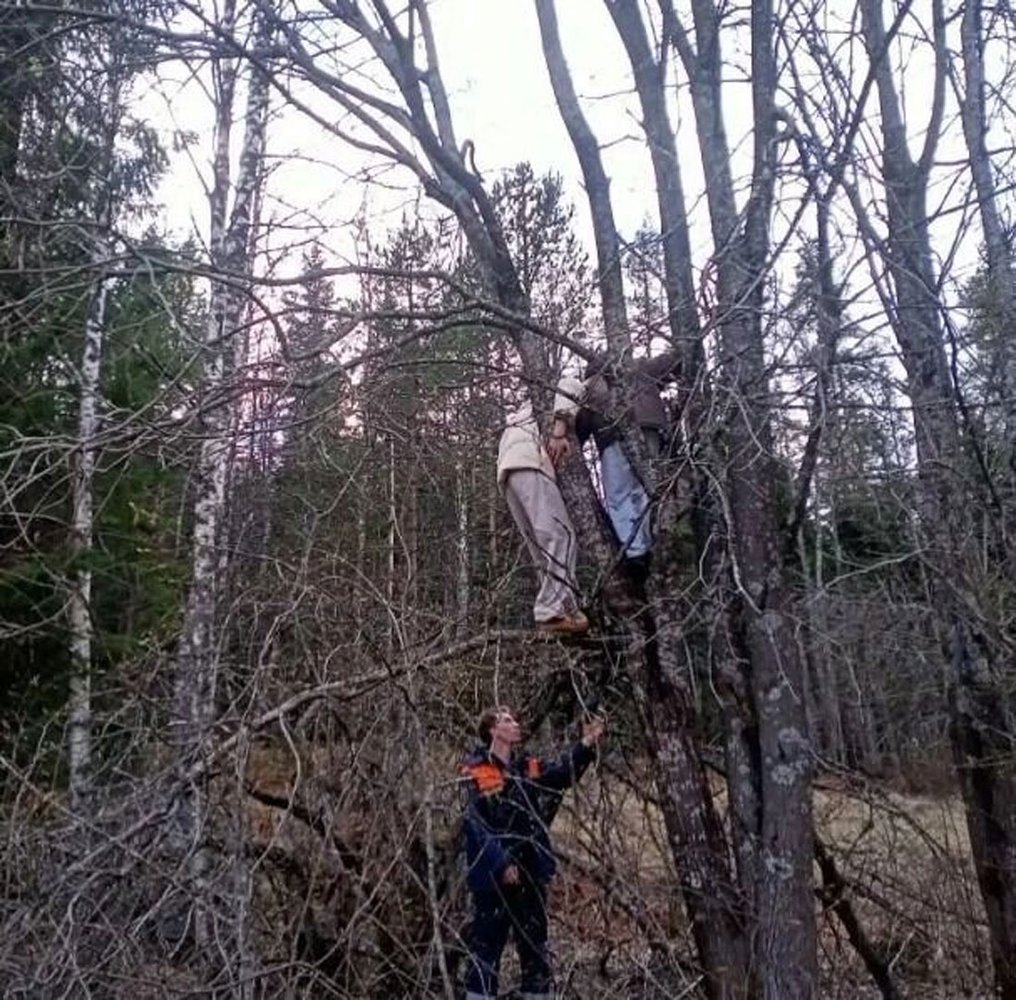 Tourists in Karelia escaped a bear by climbing a tree. - Series The Bears, Brown bears, Dangerous animals, Wild animals, wildlife, The Bears, Карелия, Туристы, Life safety