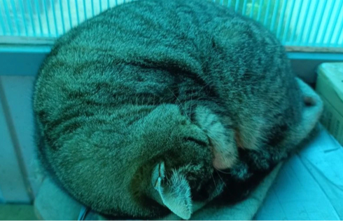 Котовый пушистоком обыкновенный